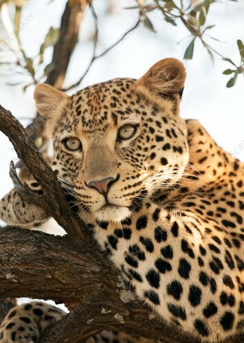 Leopard