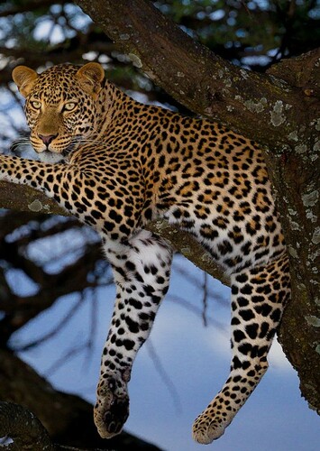 Leopard