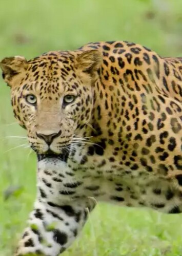 Leopard