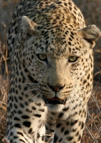 Leopard
