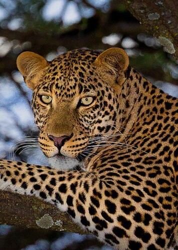 Leopard