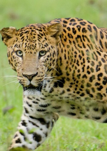 Leopard