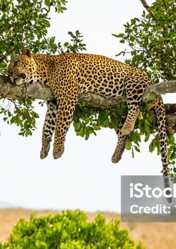 Leopard