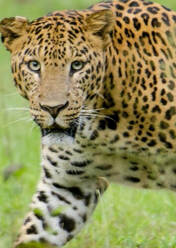 Leopard