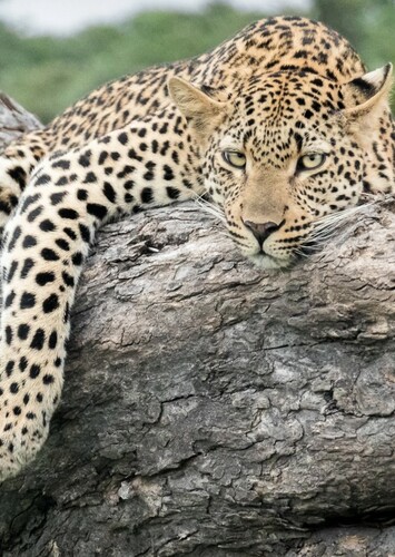 Leopard