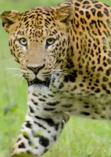 Leopard