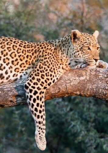 Leopard