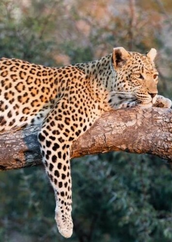 Leopard
