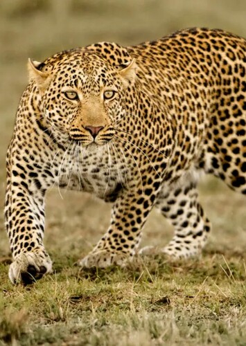 Leopard