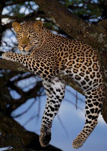 Leopard in The World of Animals (PBS Nature Series)