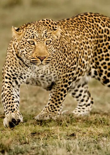 Leopard