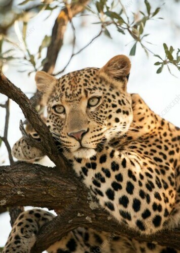 Leopard's Sister
