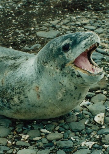 Leopard Seal