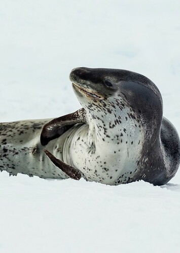 Leopard Seal