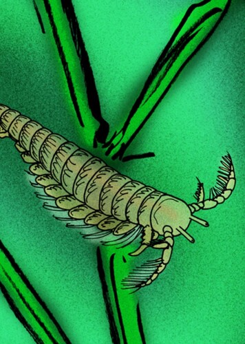Lepidocaris