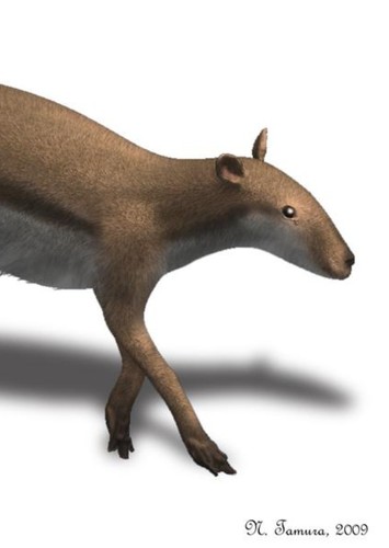Leptomeryx