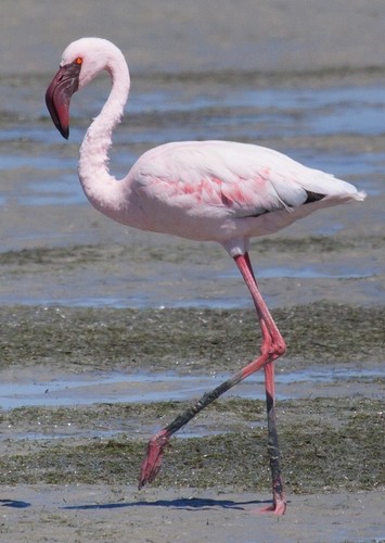 Lesser flamingo