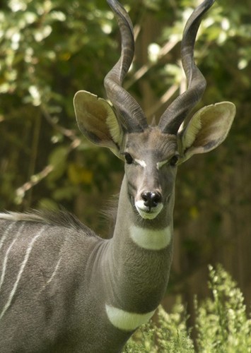 LESSER KUDU