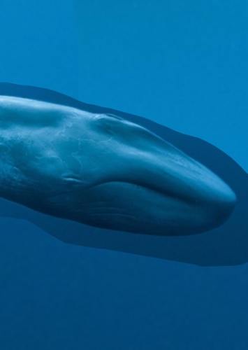 Liam the Baby Blue Whale