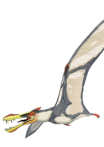 Liaoningopterus