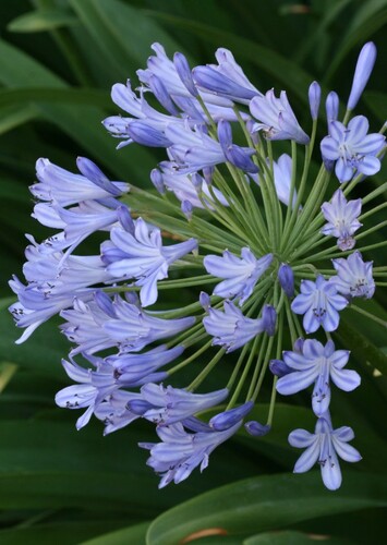 Lily (Blue)