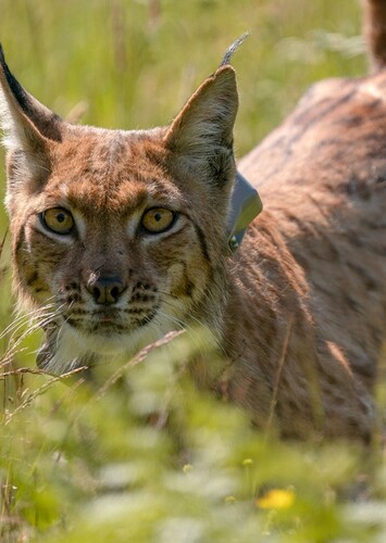 Link The Lynx