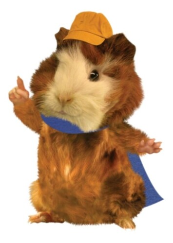 Linny The Guinea Pig