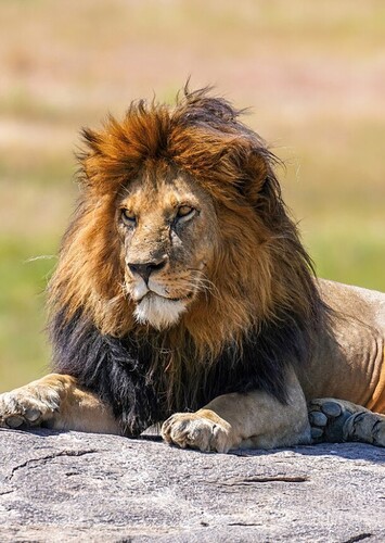 Lion