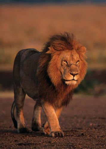 Lion