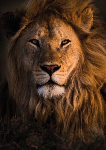 Lion