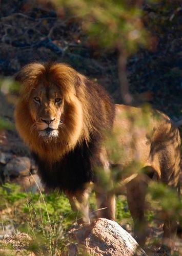 Lion
