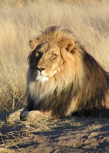 Lion