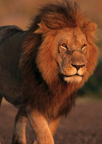 Lion