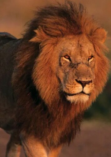 Lion