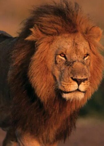 Lion