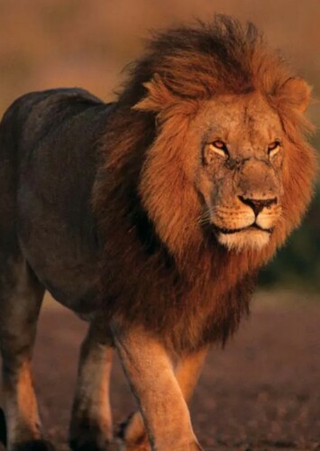 Lion