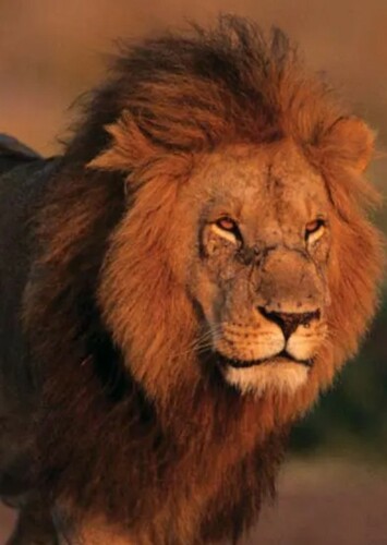 Lion