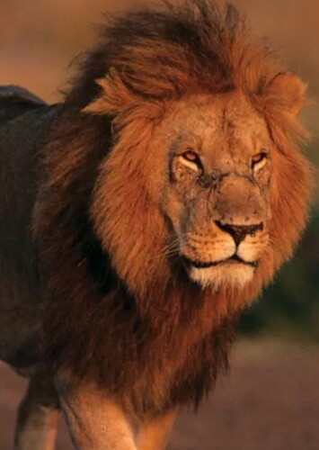 Lion