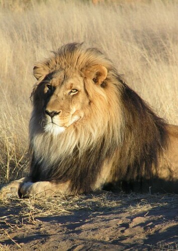 Lion