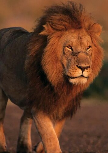 Lion