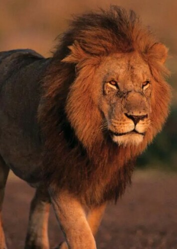 Lion