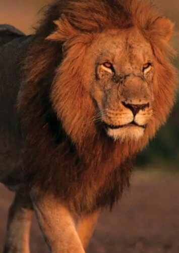 Lion