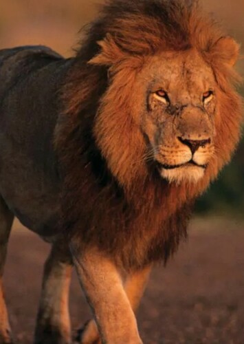 Lion