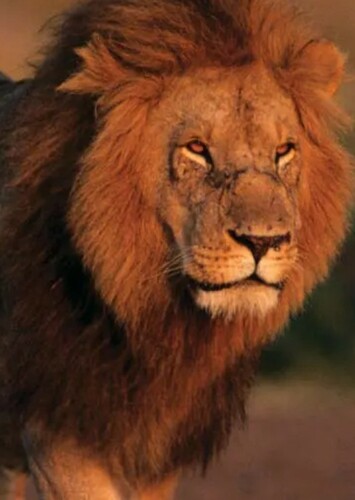 Lion
