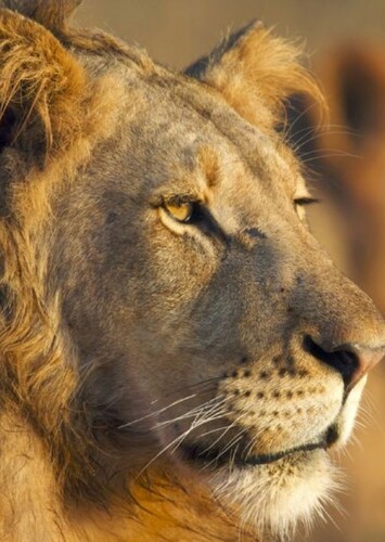 Lion