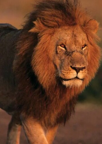 Lion