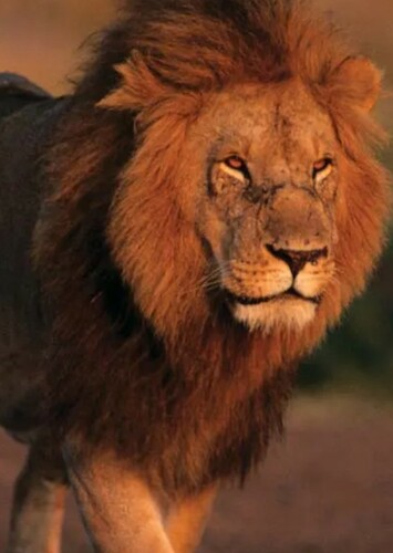 Lion