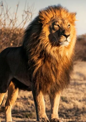 Lion
