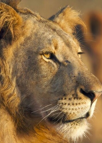 Lion