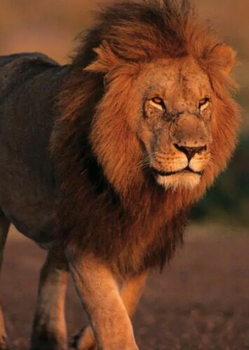 Lion